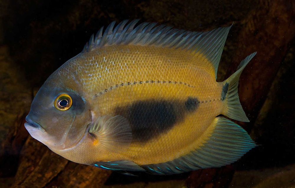 Uaru królewskie - pielęgnica - Uaru amphiacanthoides - dowozimy