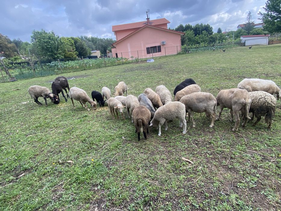 Ovelhas e anhos