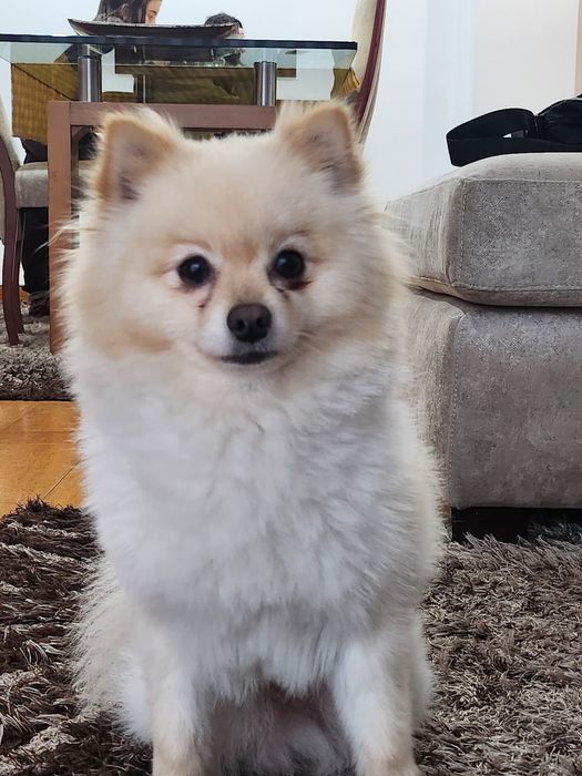 SPITZ POMERÂNIA cachorro macho para acasalar