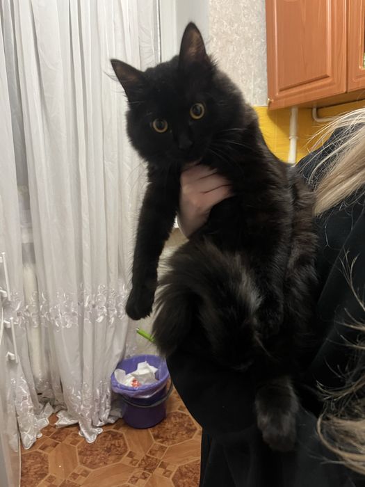 Кіт потребує нового хазяїна