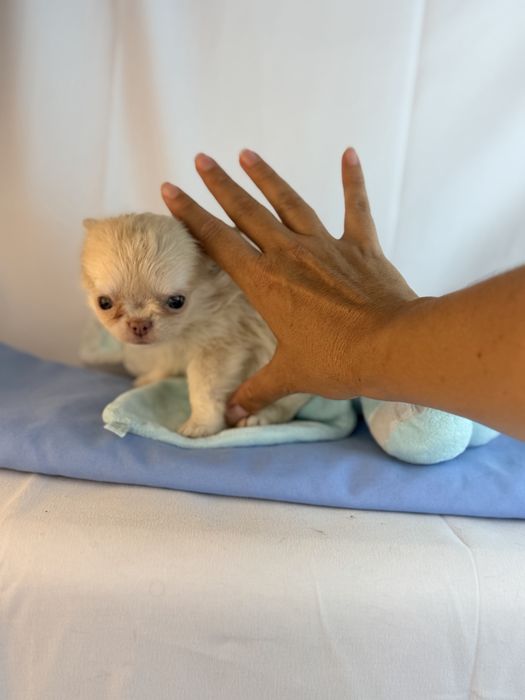 chihuahua macho creme pelo comprido