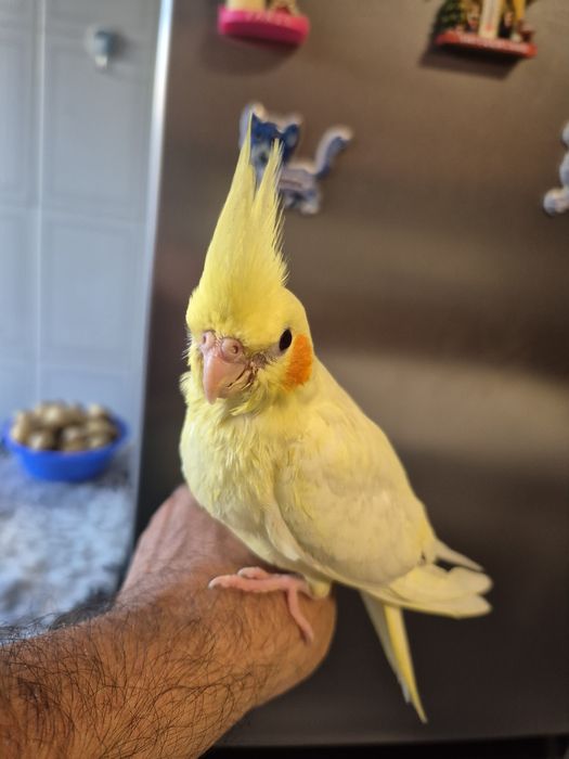 Caturras domesticados