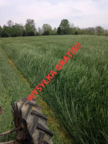 Mieszanka traw łąkowych, nasiona paszowe, eko, dobra cena wysyłka gratis!