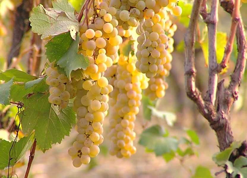 Sadzonki winorośli - gołokorzeniowe jednoroczne i dwuletnie