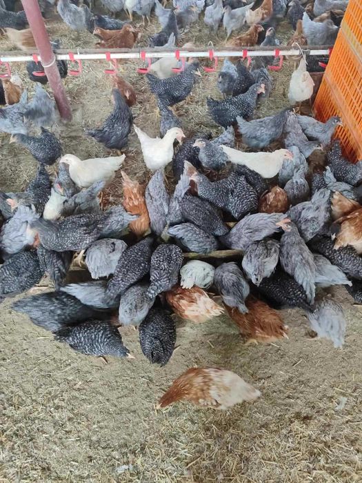 Продам КУРЕЙ! доставка безкоштовна !! Дядьковичи!