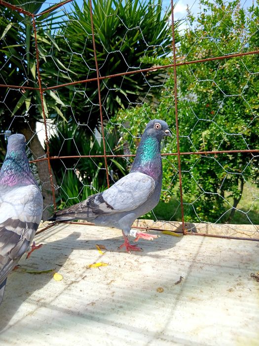 Pombos cambalhotas português