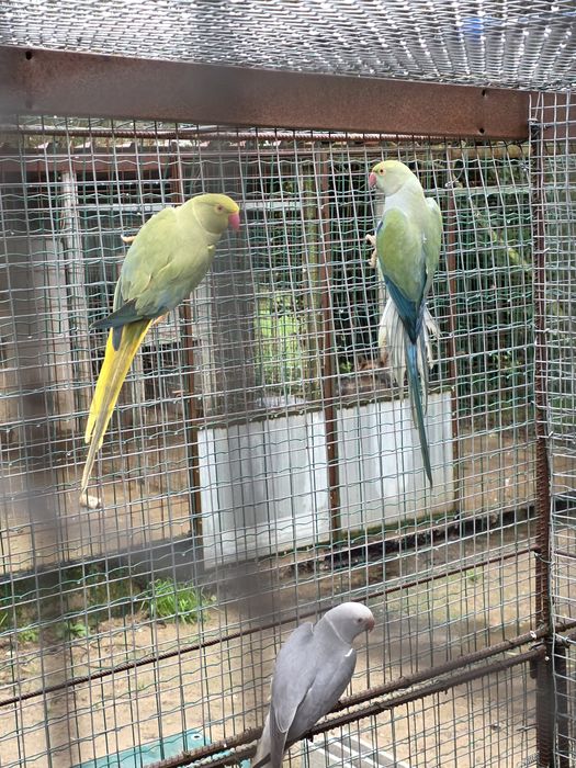 Ring necks adultos