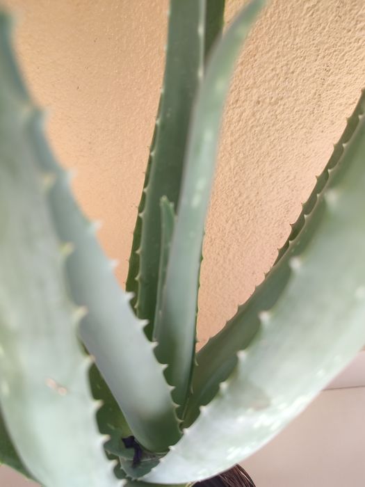 Planta aloé vera
