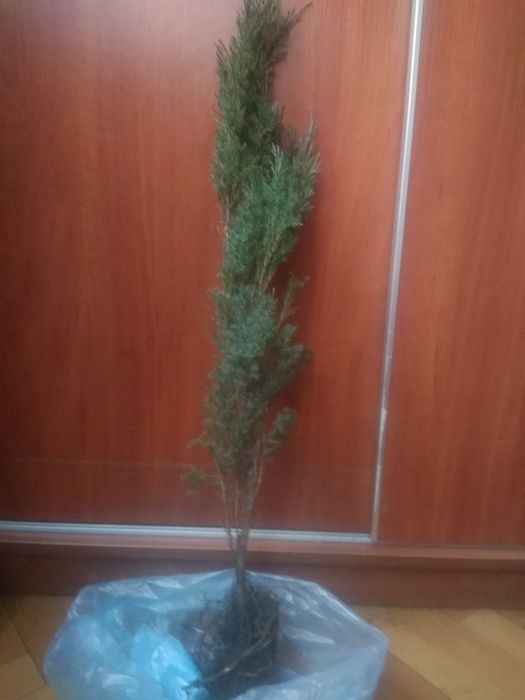 Ялівець. Можжевельник