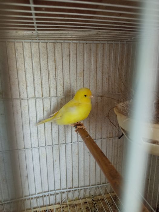 Canário amarelo ...