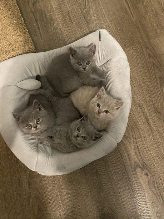 Продам гарненьких кошенят шотланської породи (скотіш)