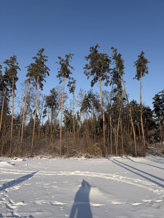 Ділянка у сосновому лісі 8-10 соток с. Ходосівка Новообухівська траса