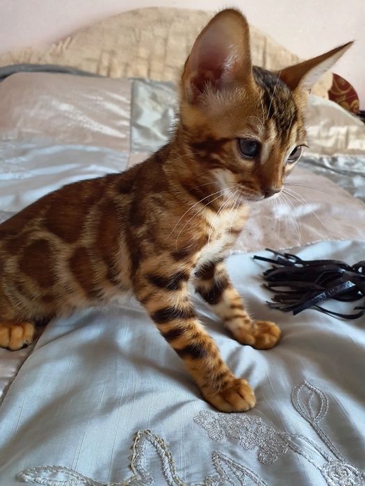 Хлопчик бенгал в улюбленці , BEN 24