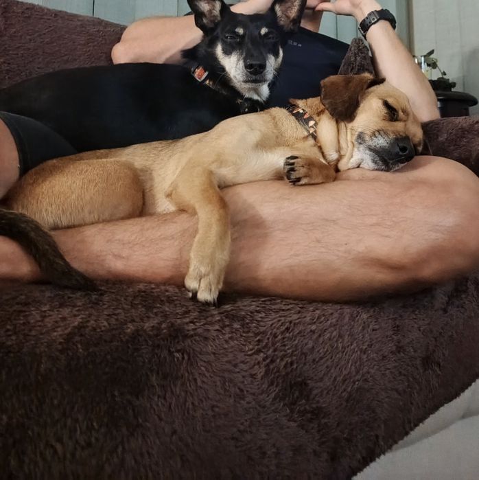 2 suczki razem  szukają domku
