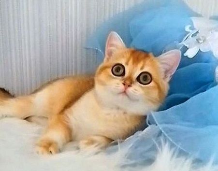 Золота шиншилла, дівчинка