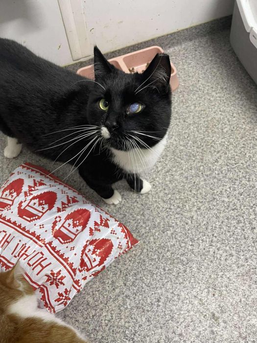 kot kocur do adopcji za darmo