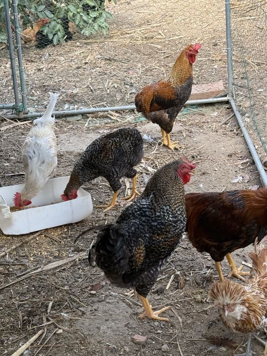 Varios pinto e gallos