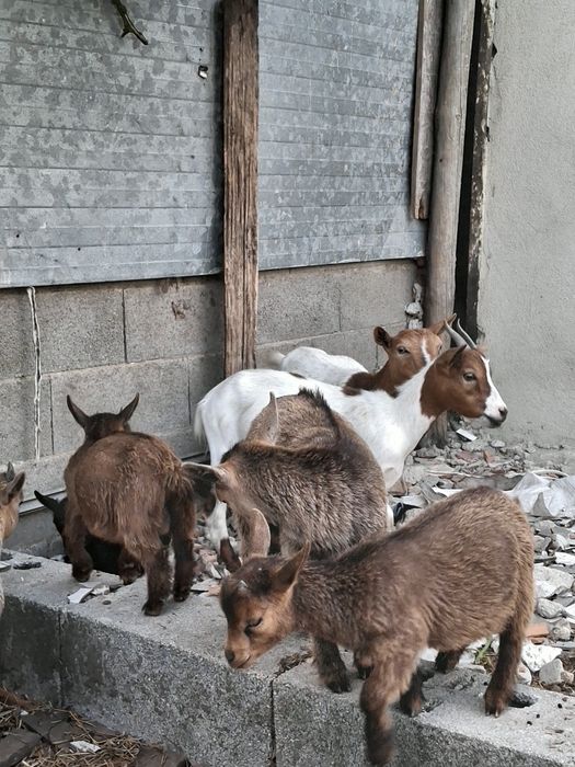 Casal cabras micro anãs