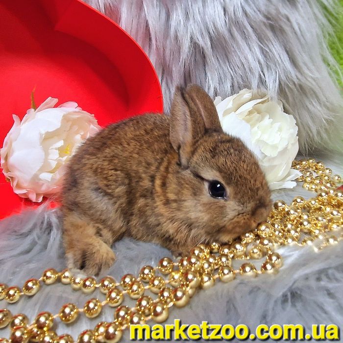 Голландський міні кролик окрас золотий агуті