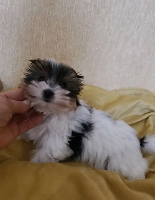 Міні хлопчик Дніпро