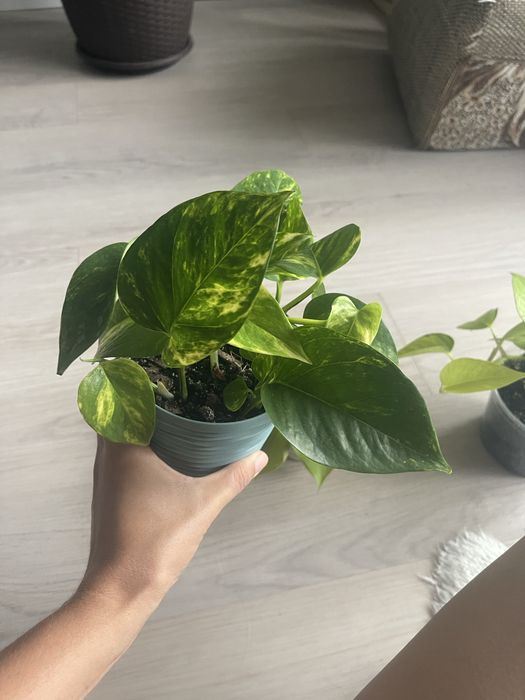 Монстера варієгатна, філодендрон, епіпремнум