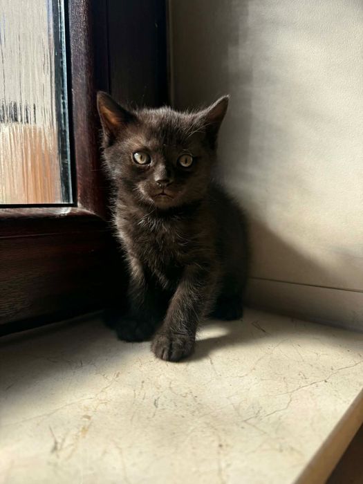 Oddam kociaka do dobrego domu rezerwacja