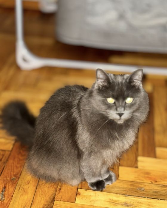 Отдам даром котика