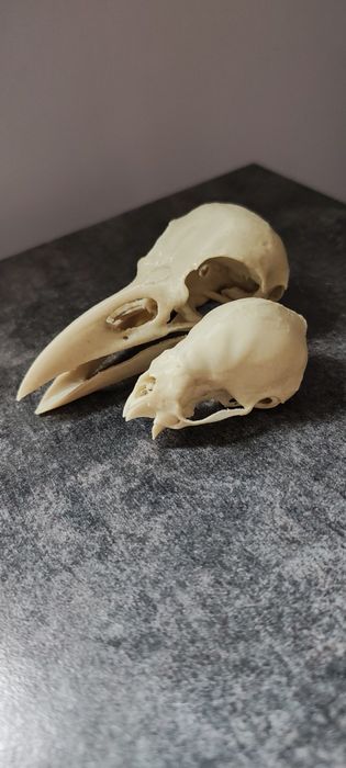 Modele 3d czaszki