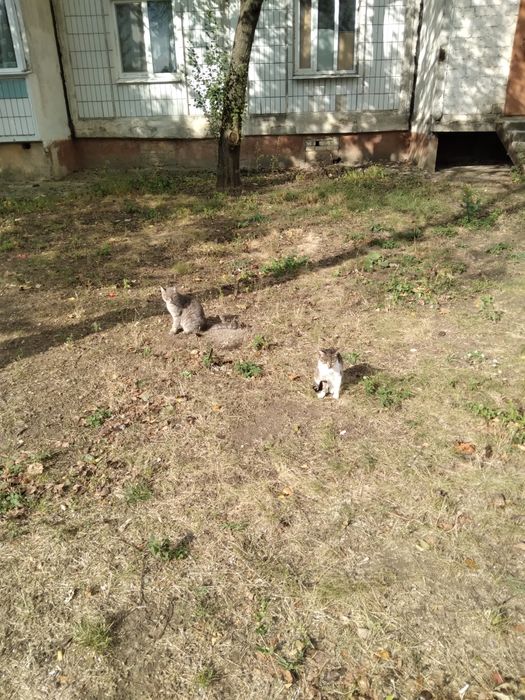 Терміново віддам в добру родину