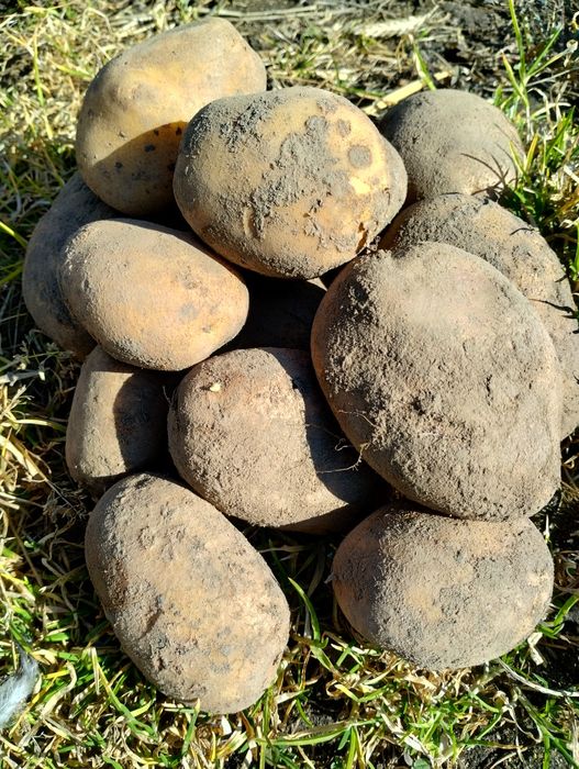 Ziemniaki ekologiczne Jurek