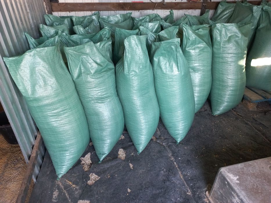 Продаю сою Аббі.