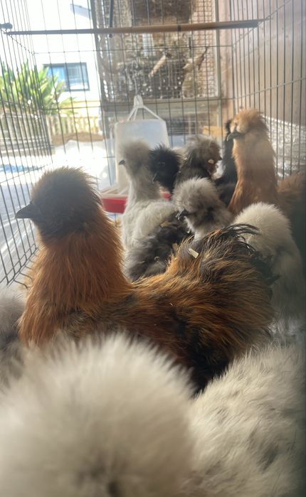 Casais de Sedosas do Japão linha USA