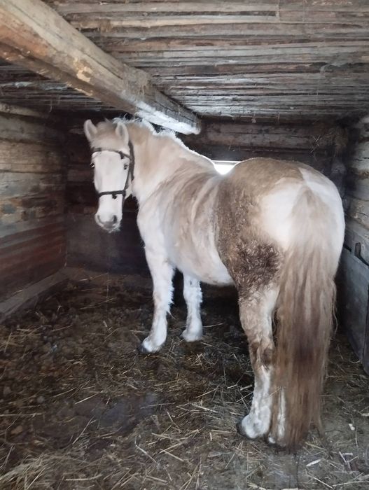 Продам рабочую кобылу 9 лет