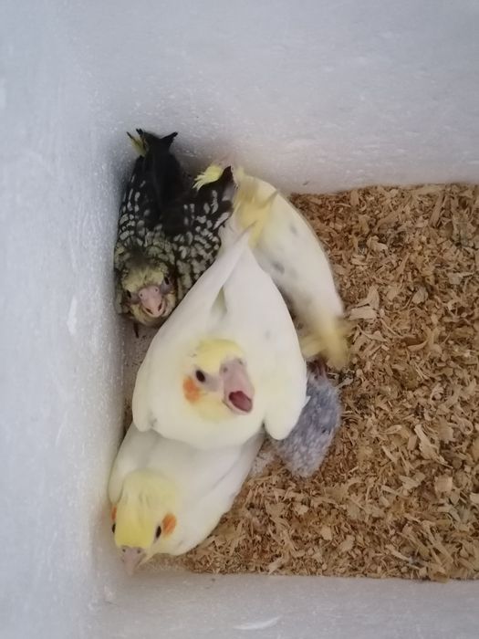 Caturras bebés fêmeas com exame de sexagem