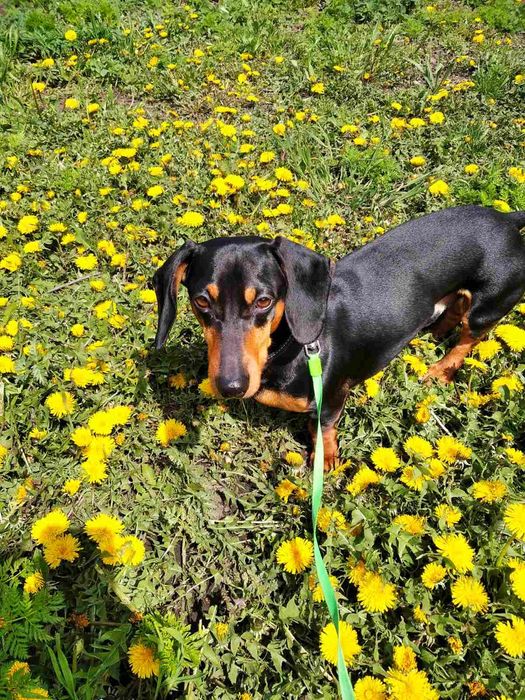 Мальчик такса ,вязка.