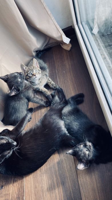 Koty do adopcji