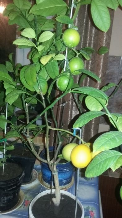 Продам деревья лимона плодоносящего (Звоните не пишите!!)