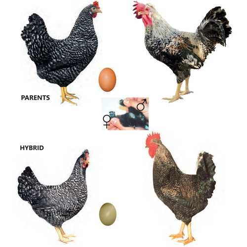 яйце домінанта GS 959