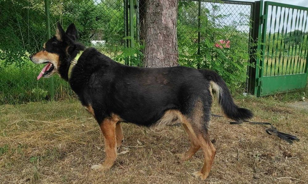 BONO przecudny psiak DO ADOPCJI