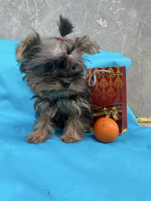 Йорочка 3 месяца