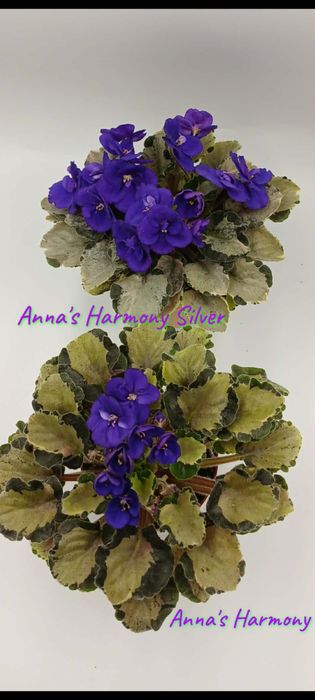 Фіалка листова химера,міні стандарт