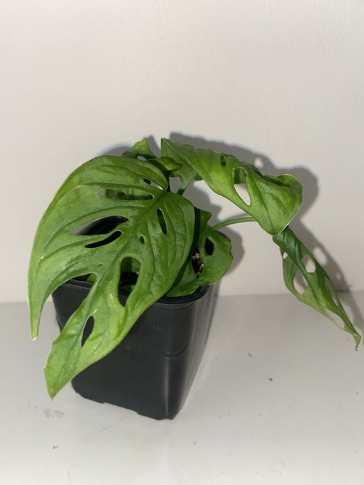 Monstera monkey musk