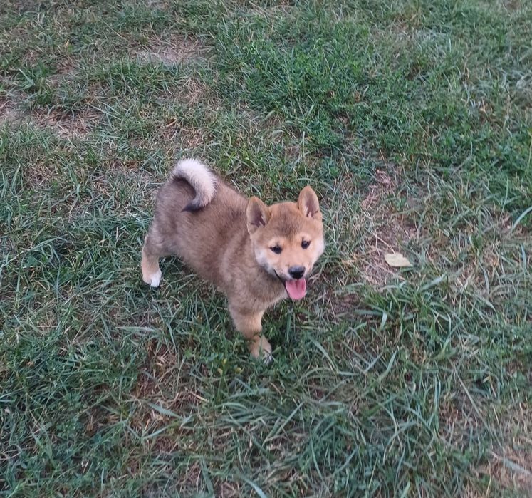 Shiba inu-Gotowy do odbioru
