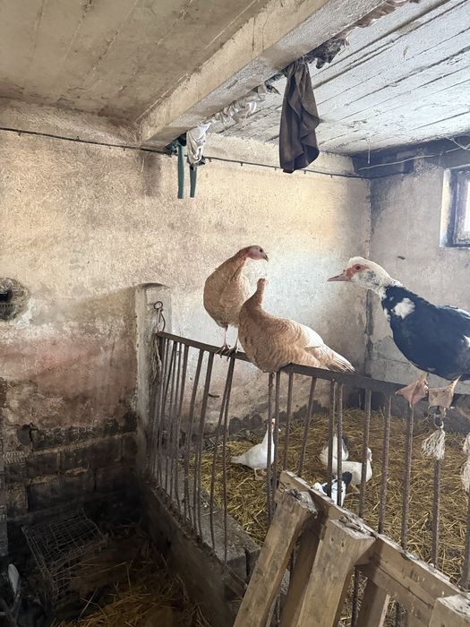 Sprzedam indyki i gesi