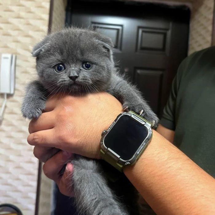 Котики в наявності