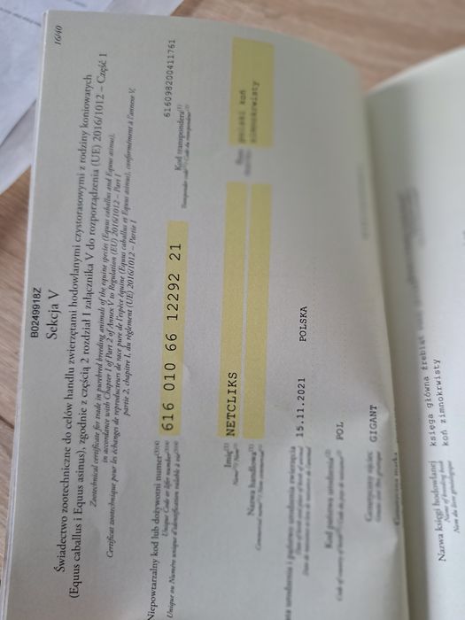 Sprzedam  ogiera zimnokrwistego
