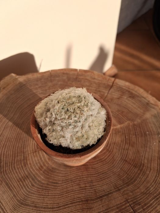 Mammillaria plumosa.