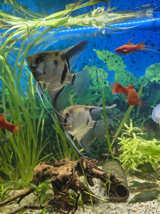 Sprzedam parę skalarów