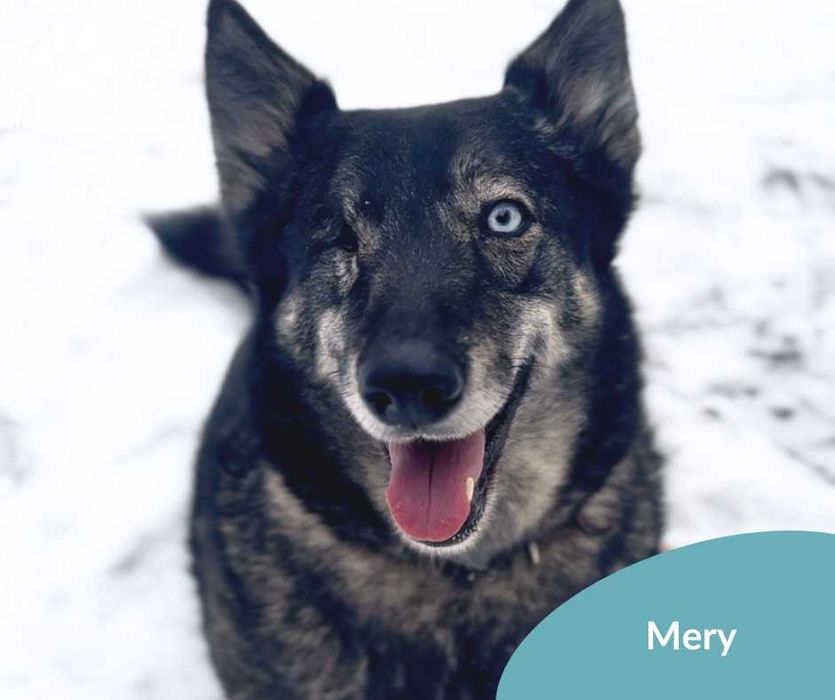 Piękna psinka Mary szuka domu!