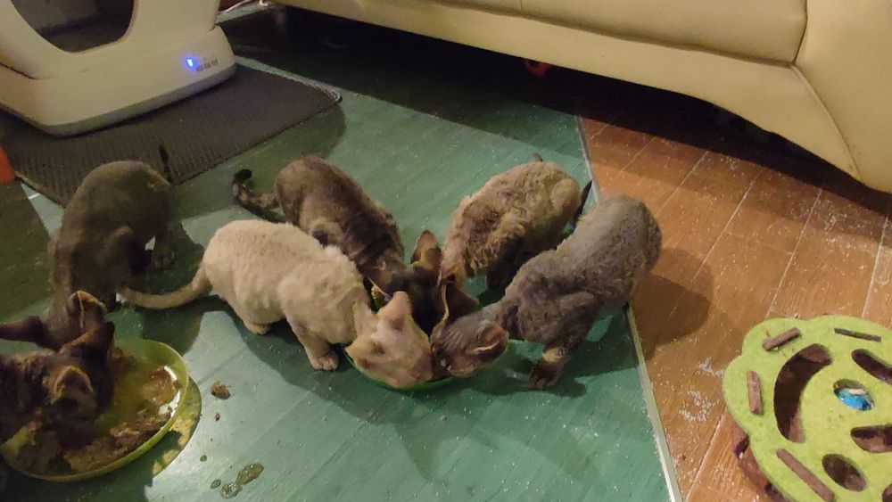 Devon rex Dewonkowe szczescia